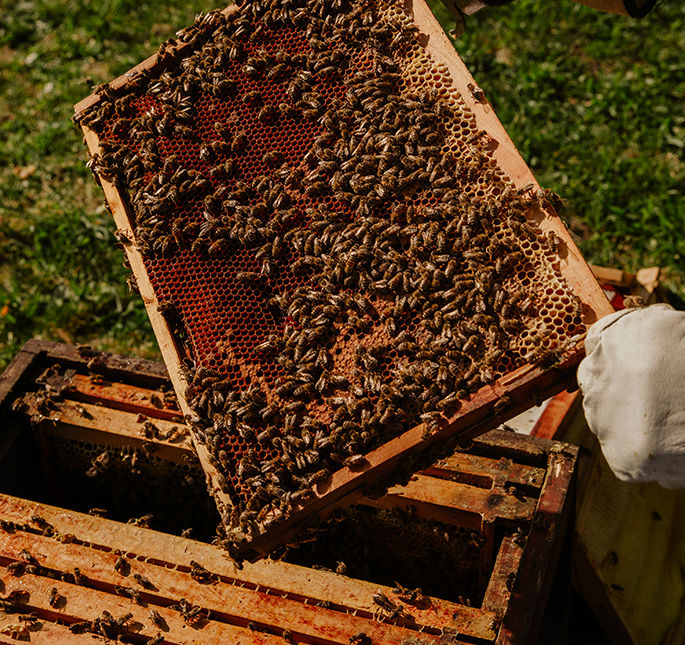 Zayti L.T.D.M – Engroshandel Honning – 100% ren og autentisk marokkansk jujube-honning5