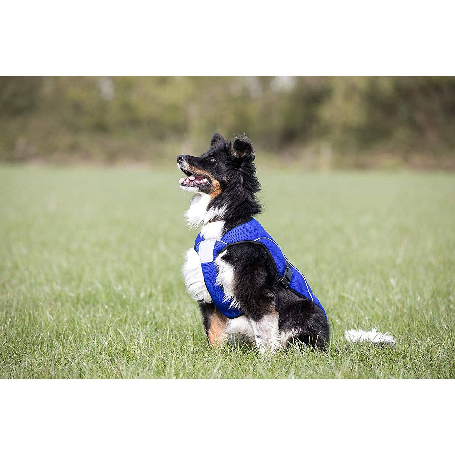 Paws & Presto - Venta al por mayor Chaleco - Perros - Chaleco refrescante para perros Paws & Presto8