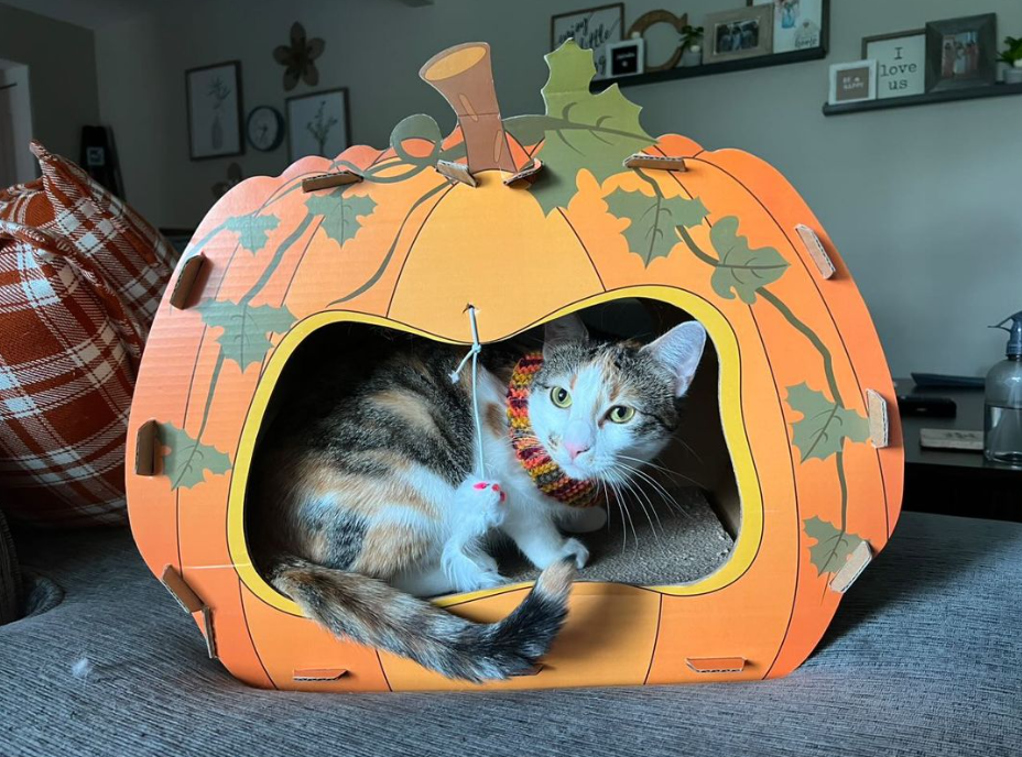 Midlee Designs – wholesale Kattkliare - Katt – Midlee Halloween pumpa katt skrapare hus14