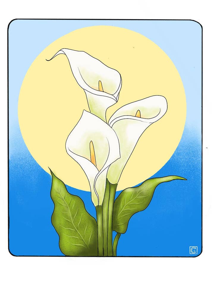 Calla Lilies - 9"x12" Print for wholesale by Chris Granillo Art