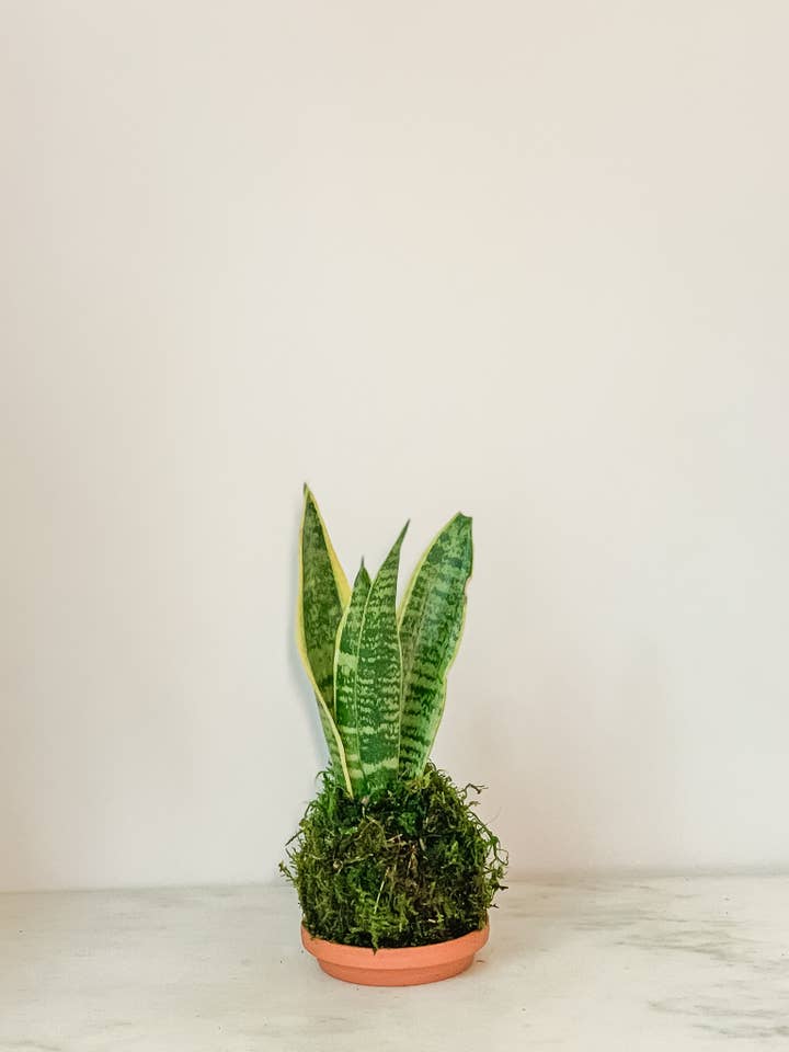 Snake Plant Sanservieria Kokedama for wholesale by White Stable Farms