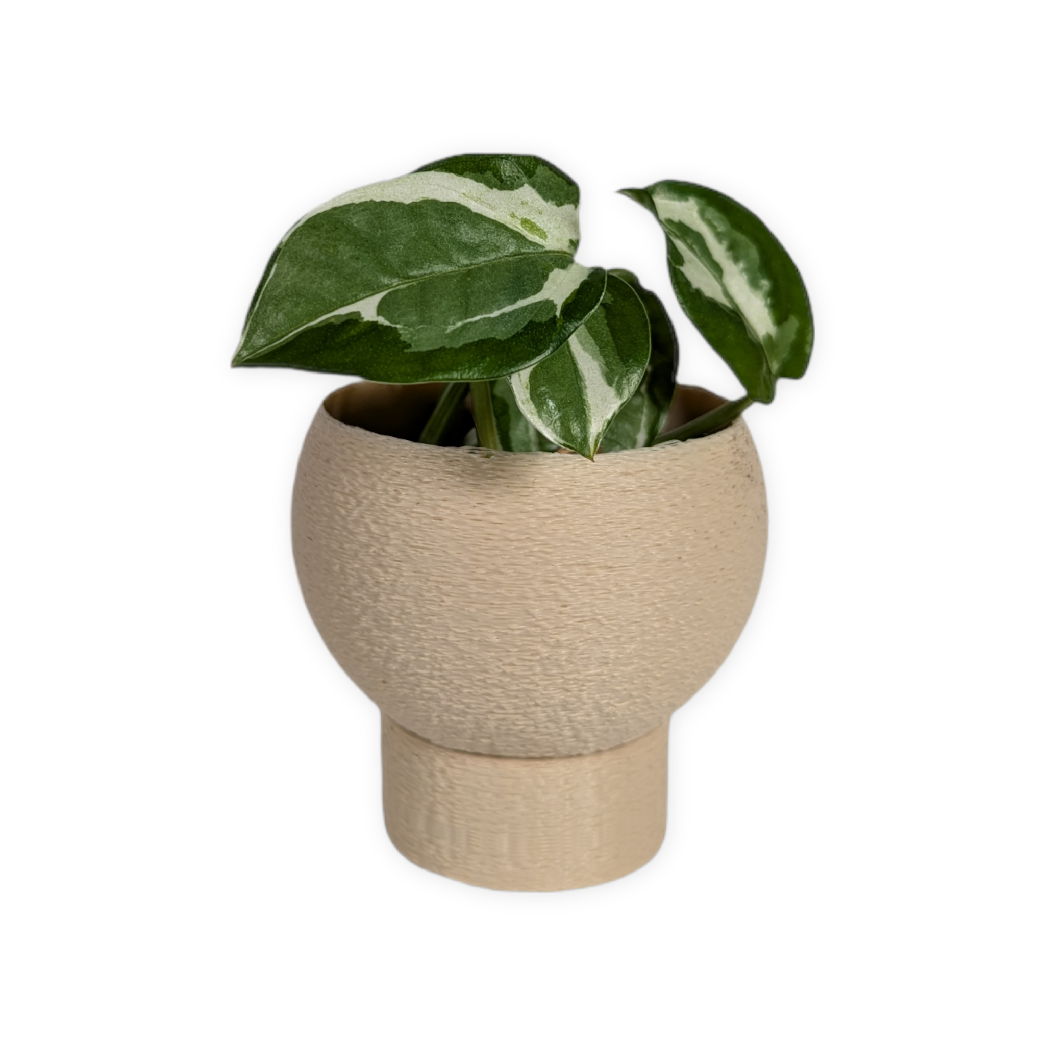 Leafprints.3d - Wholesale Plant Pot - The Petal – 2 Inch Planter with Drip Tray18