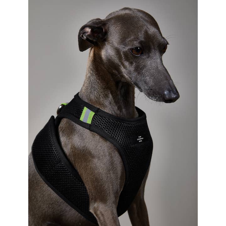 The Striped Dog – wholesale Sele - Hund – Italiensk vinthund/Whippet svart neoprensele1