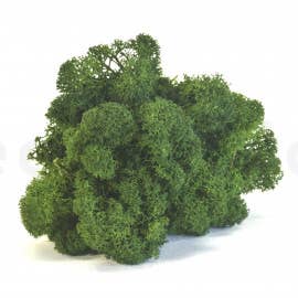 Moss House - Vente Plante - Lichen mousse stabilisée couleur vert forêt par MossHouse2
