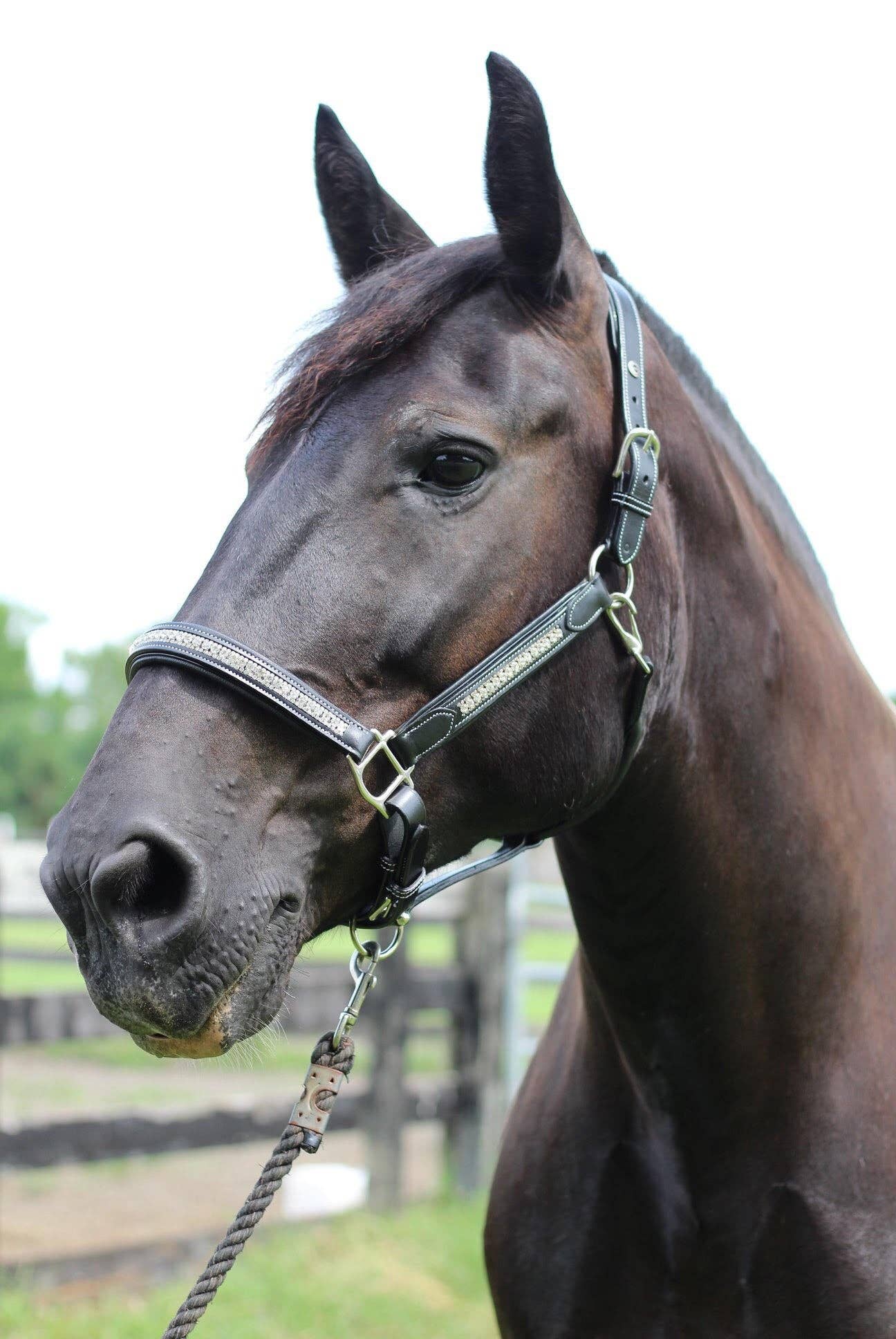 JPC Equestrian - Wholesale Horseback Riding Gear - Henri de Rivel Padded Jewel Halter - Horseback Riding Gear12