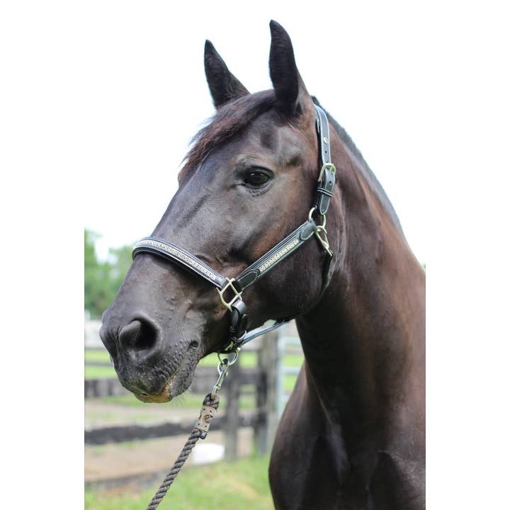 JPC Equestrian - Wholesale Horseback Riding Gear - Henri de Rivel Padded Jewel Halter - Horseback Riding Gear12