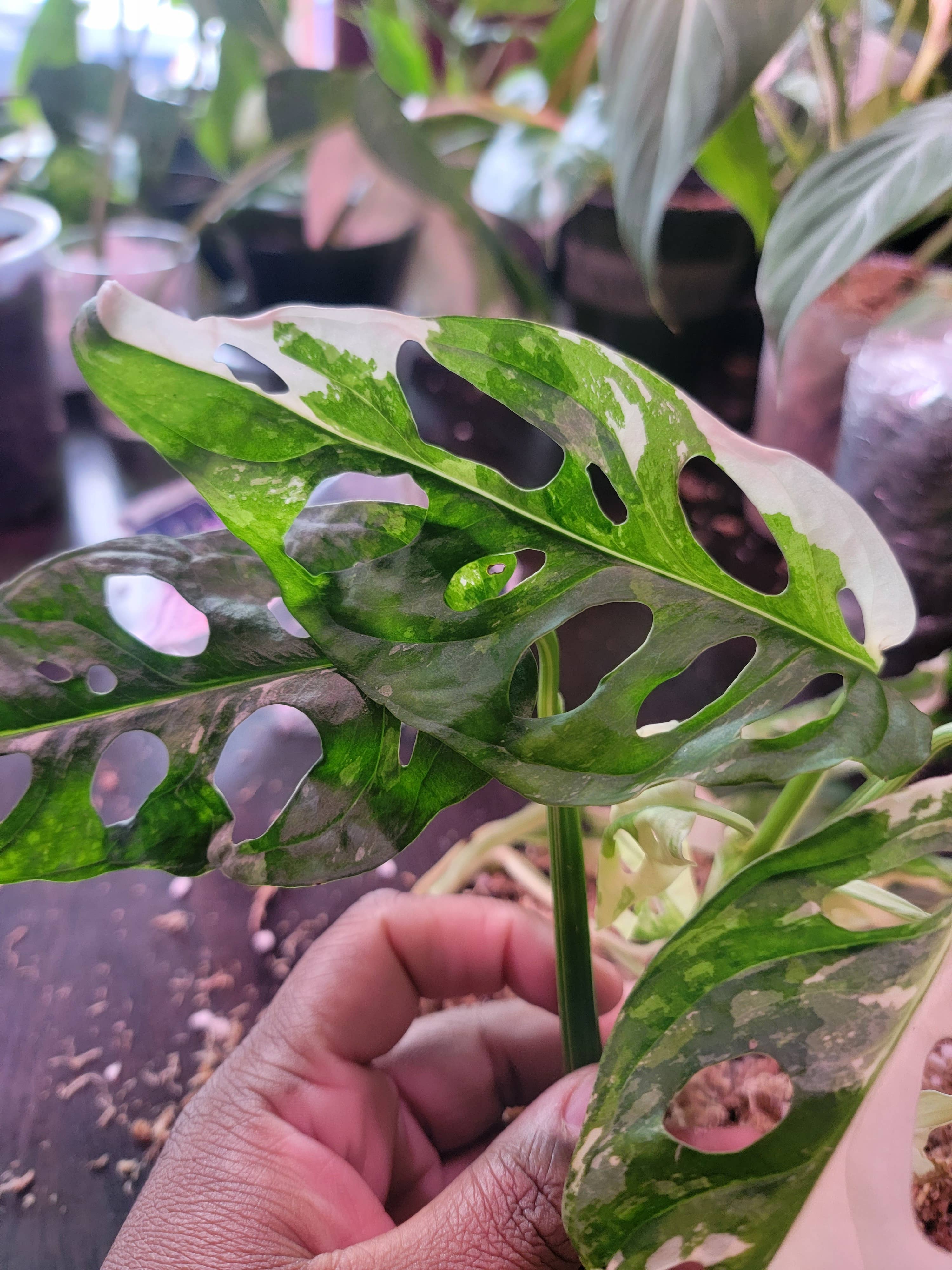 Mosley's Tropical Plants – wholesale Live plant – Monstera Adansonii Japanese Tricolor 3+ leaf rooted plant4