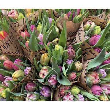 Florasource - Wholesale Fresh Cut Flowers - Valentines Day "Mixed in Bunches" Tulips-- Special Doubles