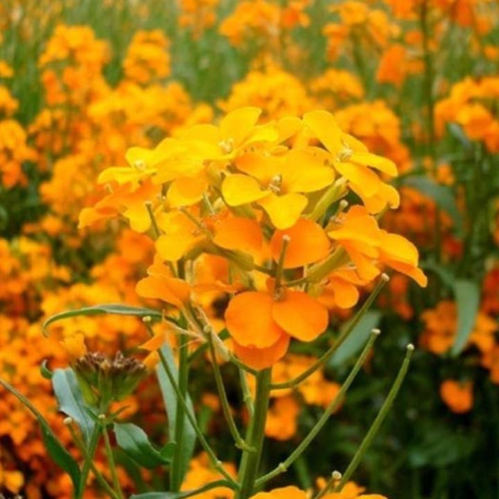 The Elevated Seed Co. - Wholesale Plant Seeds - Siberian Wallflower Seeds1