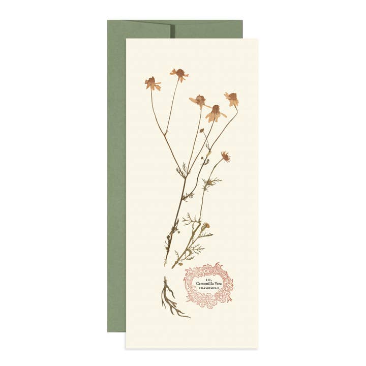 Chamomile for wholesale by Open Sea