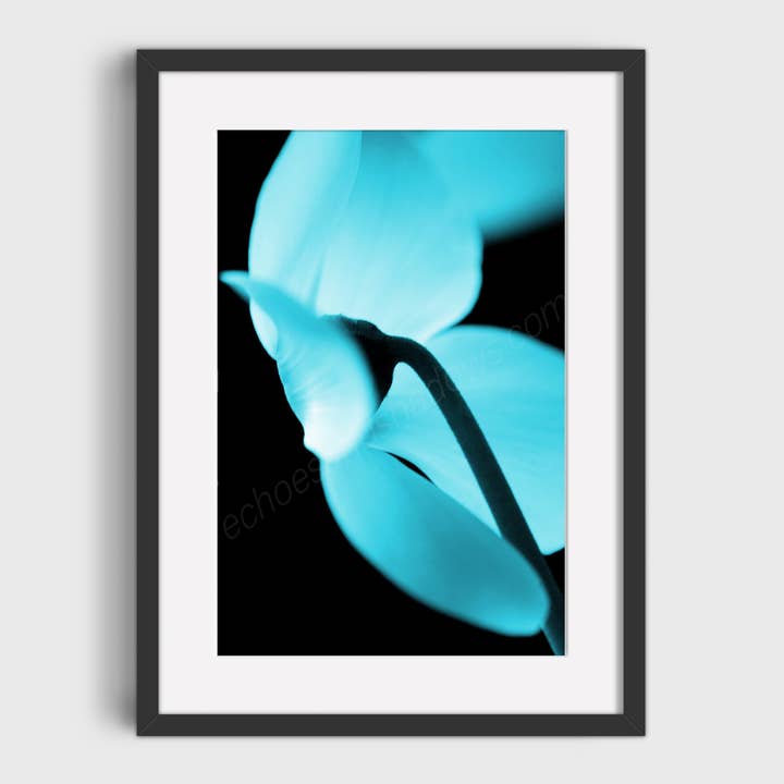 Turquoise Cyclamen Flower Photo Print 2, Floral Wall Decor for wholesale by Echoes & Shadows Photography