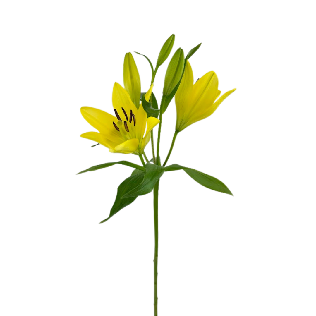Metro Flower Market - Wholesale Fresh Cut Flowers - Asiatic Lily Yellow - Fresh Cut Flowers0