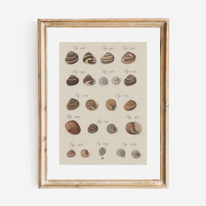 Shells II Antique Art Print for wholesale by Sea to Skye