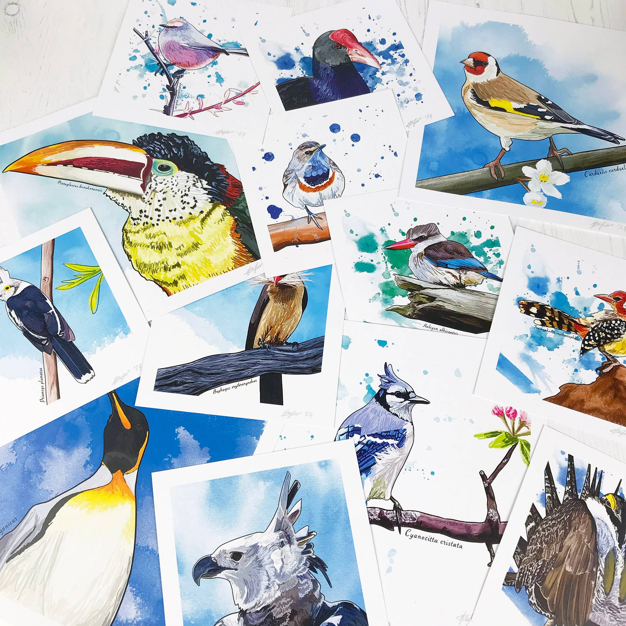 Loadofolbobbins - Wholesale Art Print - Eclectus Parrot Bird Print3