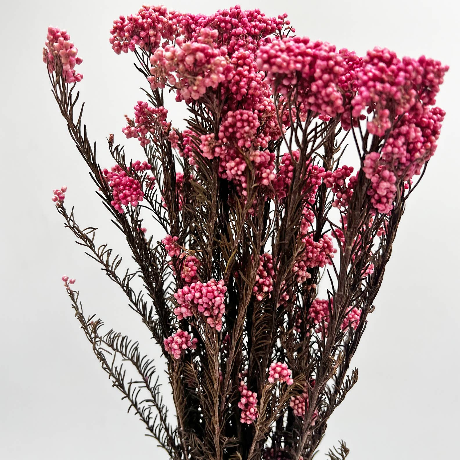 2626 Designs – Engroshandel Tørrede/pressede blomster – Konserveret hirse og risblomst - Immortelle og Ozothamnus blomster36