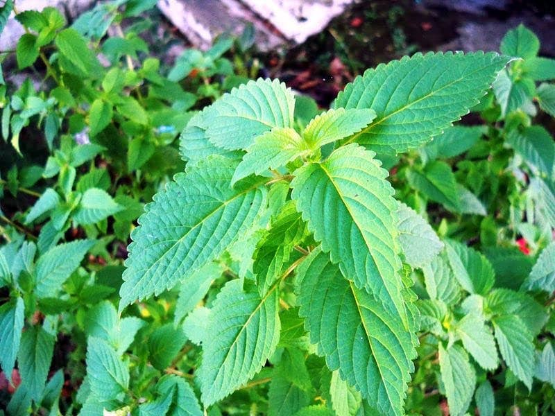 The Rike - Wholesale Plant Seeds - 6 pack x 1000 Vietnamese Lemon Balm Seeds Elsholtzia Ciliata0