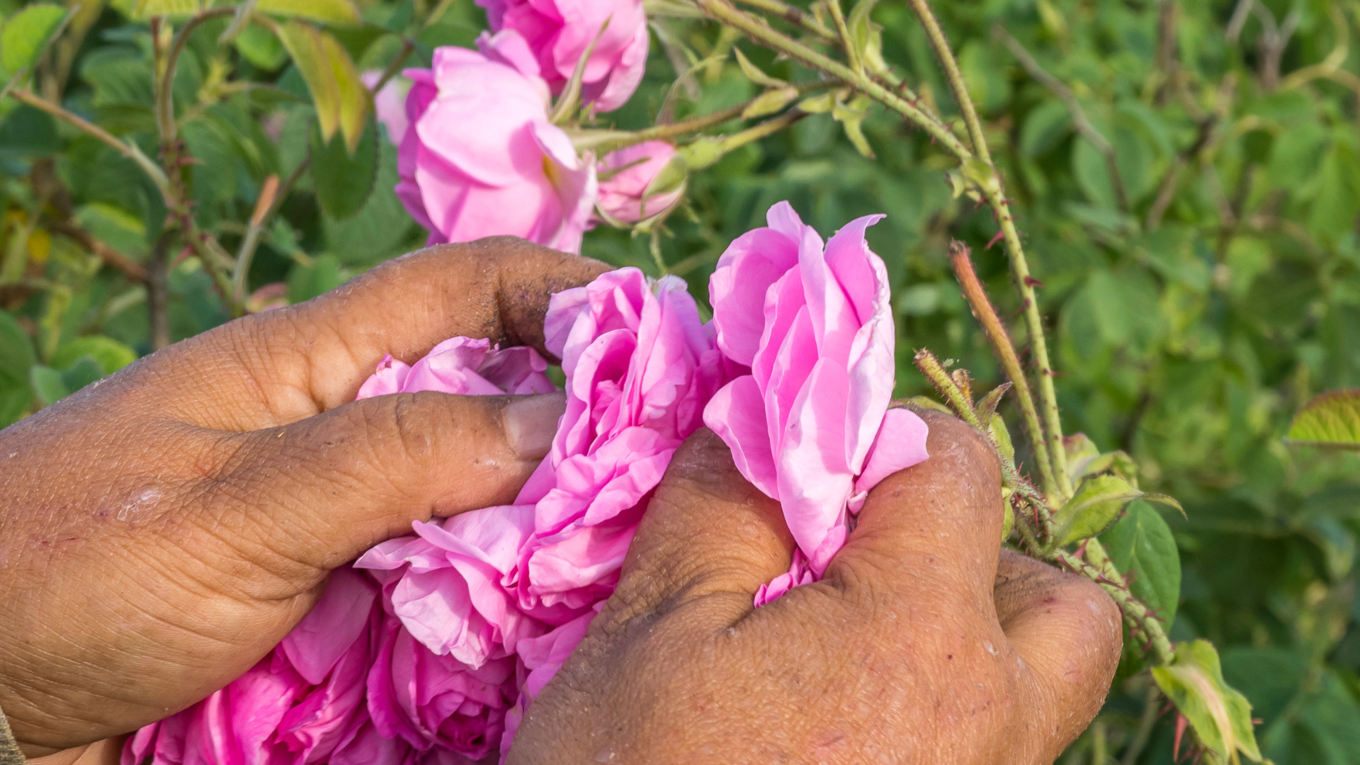 NATURA NATURANS - Wholesale Anti-Aging Moisturizer - 100% natural BIO Anti-Age Rose Smoothing Face Cream2
