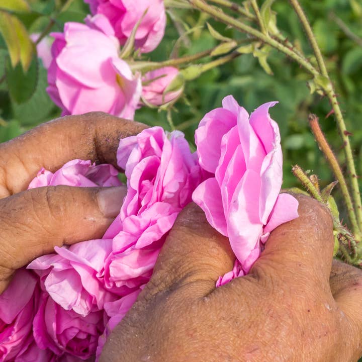 NATURA NATURANS - Wholesale Anti-Aging Moisturizer - 100% natural BIO Anti-Age Rose Smoothing Face Cream2