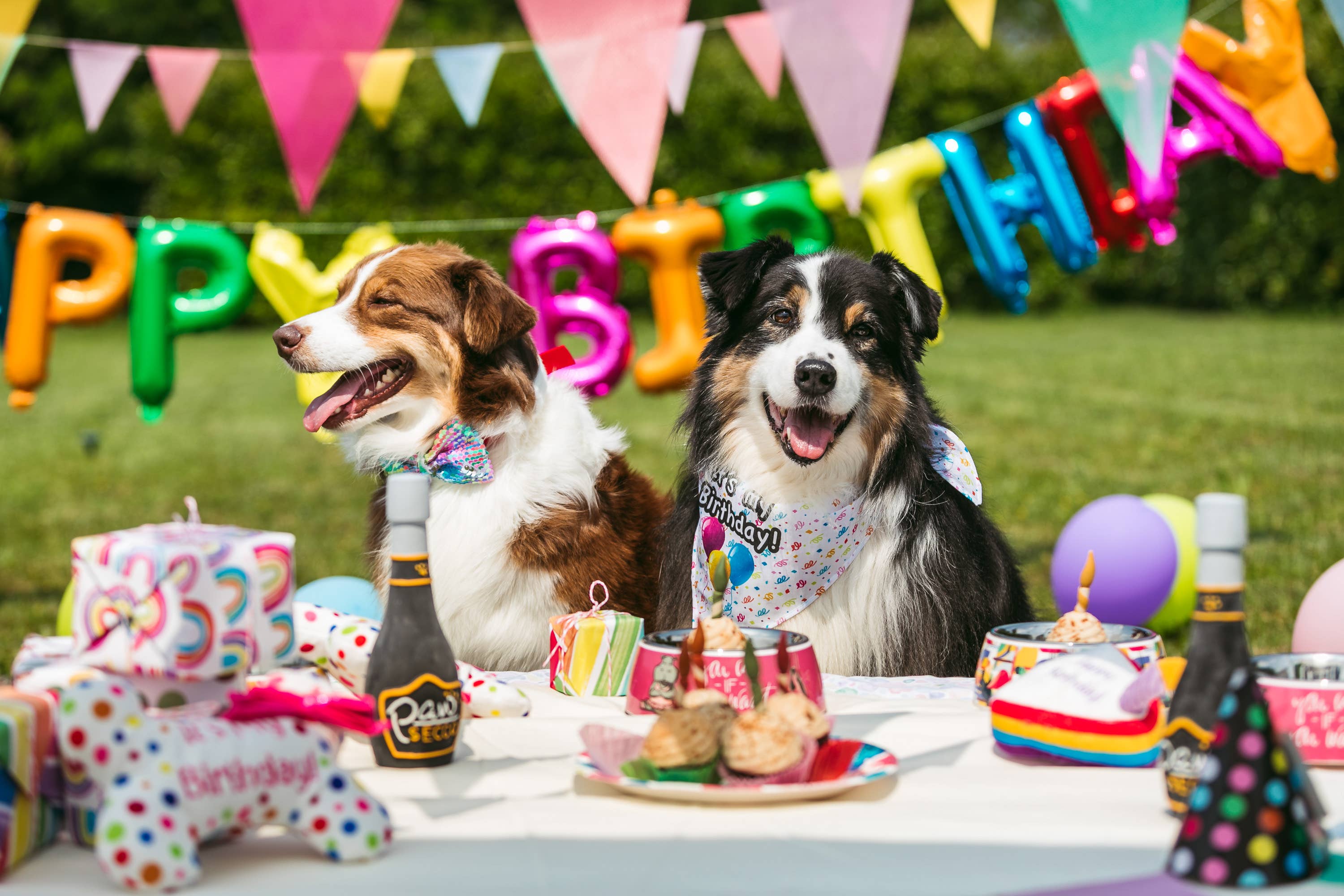 Croci - Wholesale Pet Treats - Dog - Dog Snacks - Party Cupcakes - Crosses1