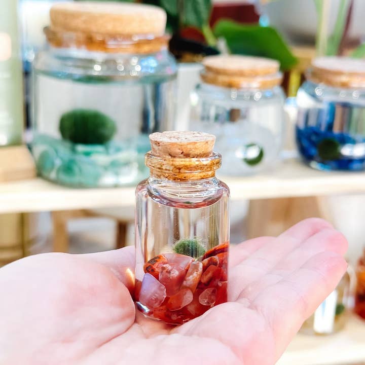 Tiny Marimo Moss Ball Terrarium with Carnelian Gemstones for wholesale by Moss Amigos | Moss Ball Terrariums