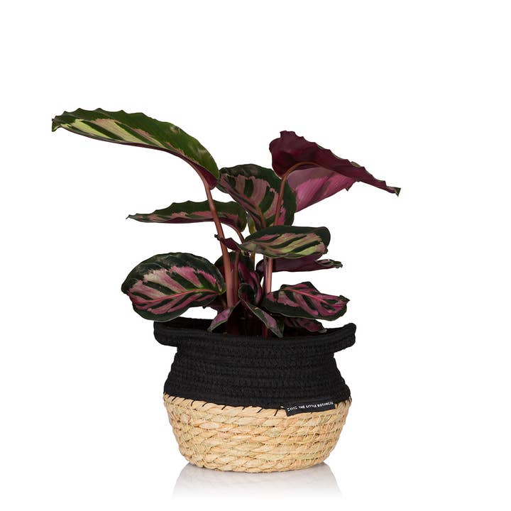 The Little Botanical – wholesale Live plant – Calathea Mix18