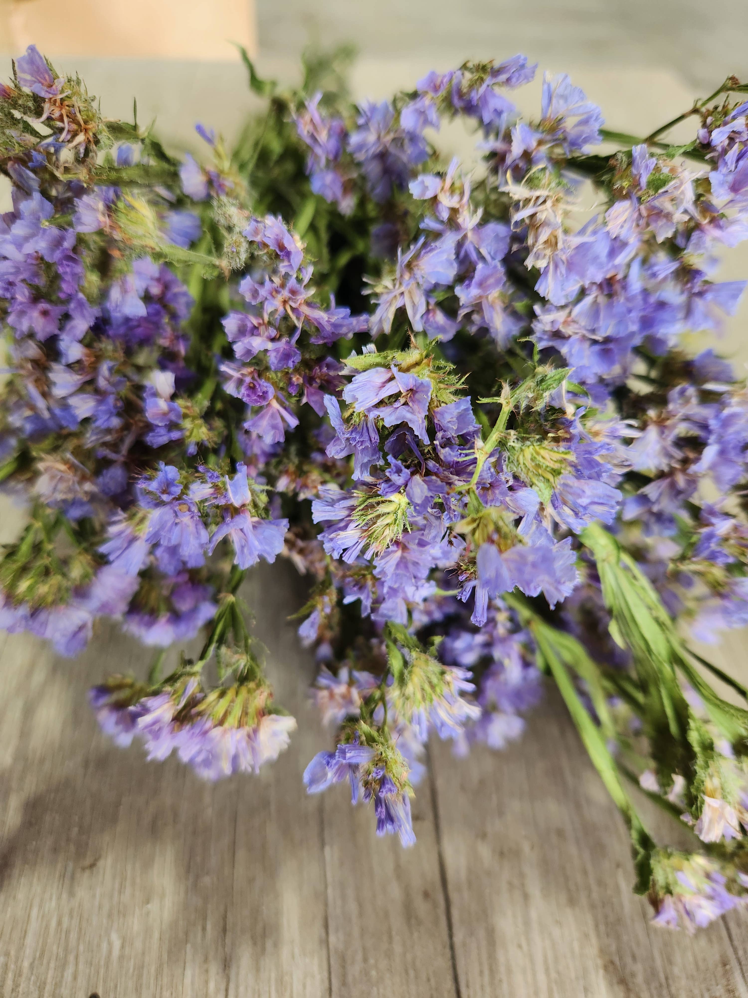 Alissas Flower Farm - Wholesale Dried/Pressed Flowers - Dried Statice6