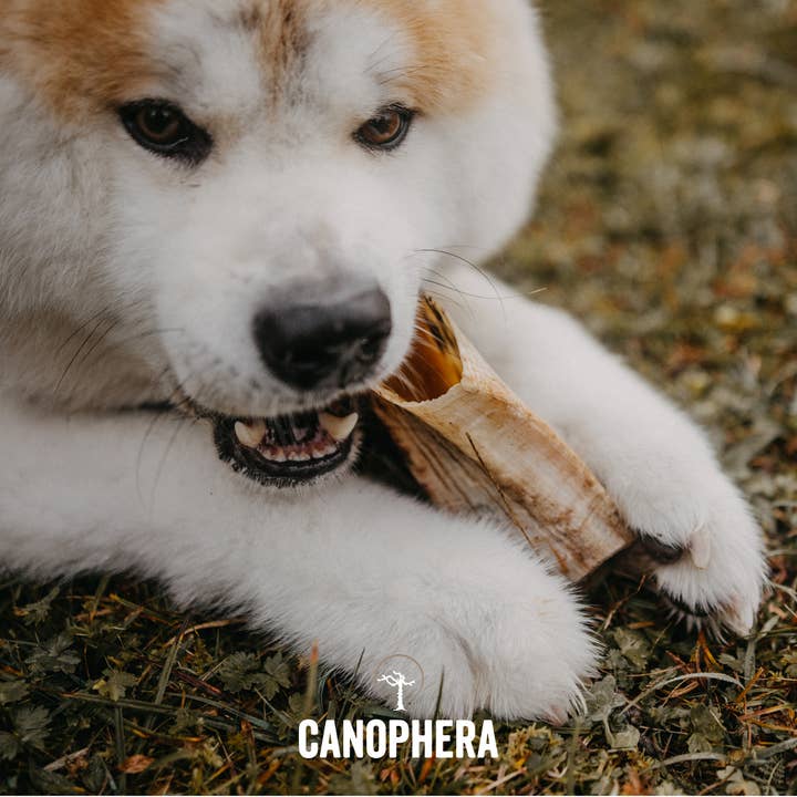 CANOPHERA LLC - Wholesale Pet Chew Toy - Dog - Wooden Sales Display Filled With 53 Sheep Horn Dog Chews.