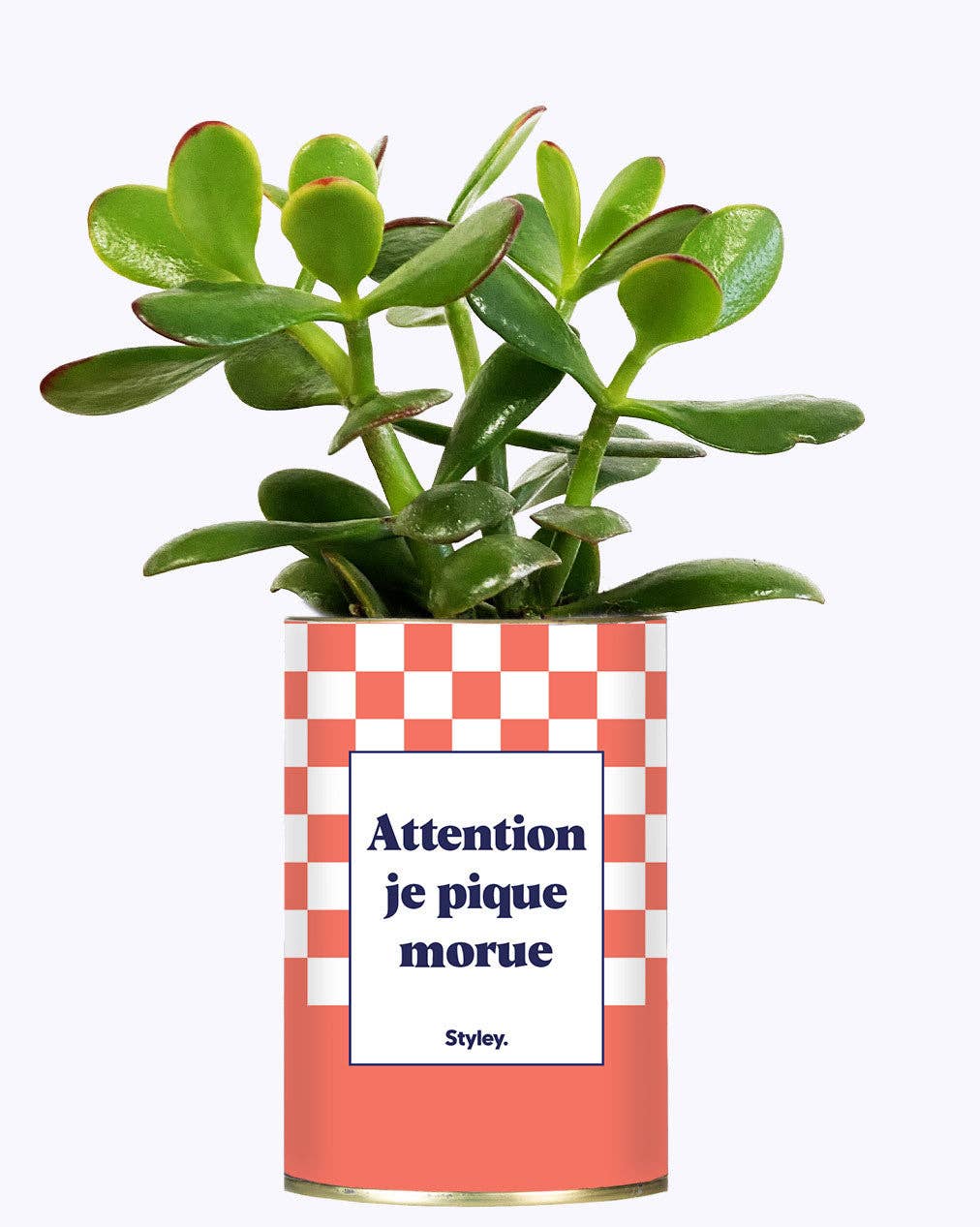 Styley - Wholesale Live Plant - Attention Je Pique Morue - Cactus1