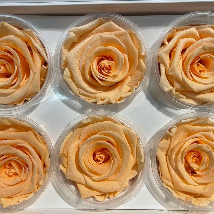 Dutch Flower Studio - Wholesale Artificial Flowers - 🌸 Preserved Roses - 13 colors - Decoration - Flowers - 6 cm9