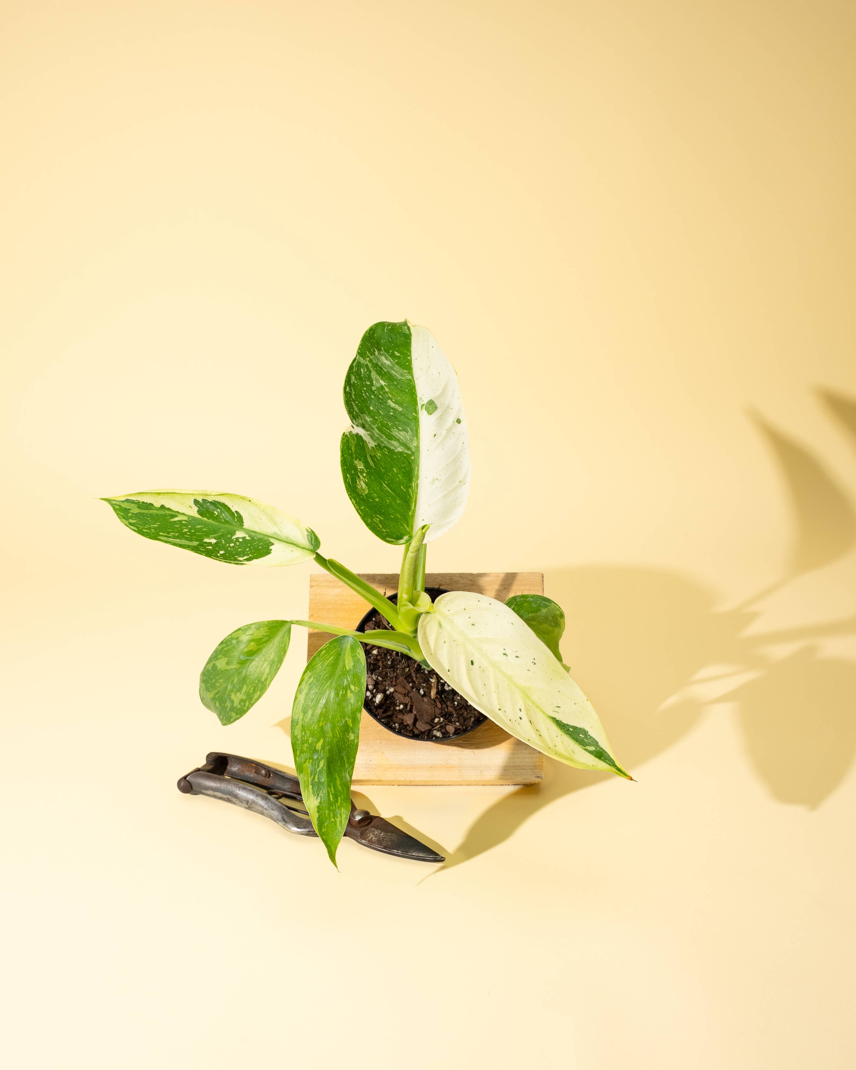 BWH Plant Co - Wholesale Live Plant - 4" Philodendron 'Jose Buono Fiesta'