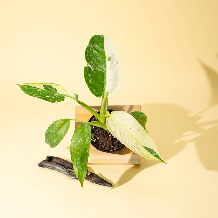 BWH Plant Co - Wholesale Live Plant - 4" Philodendron 'Jose Buono Fiesta'0