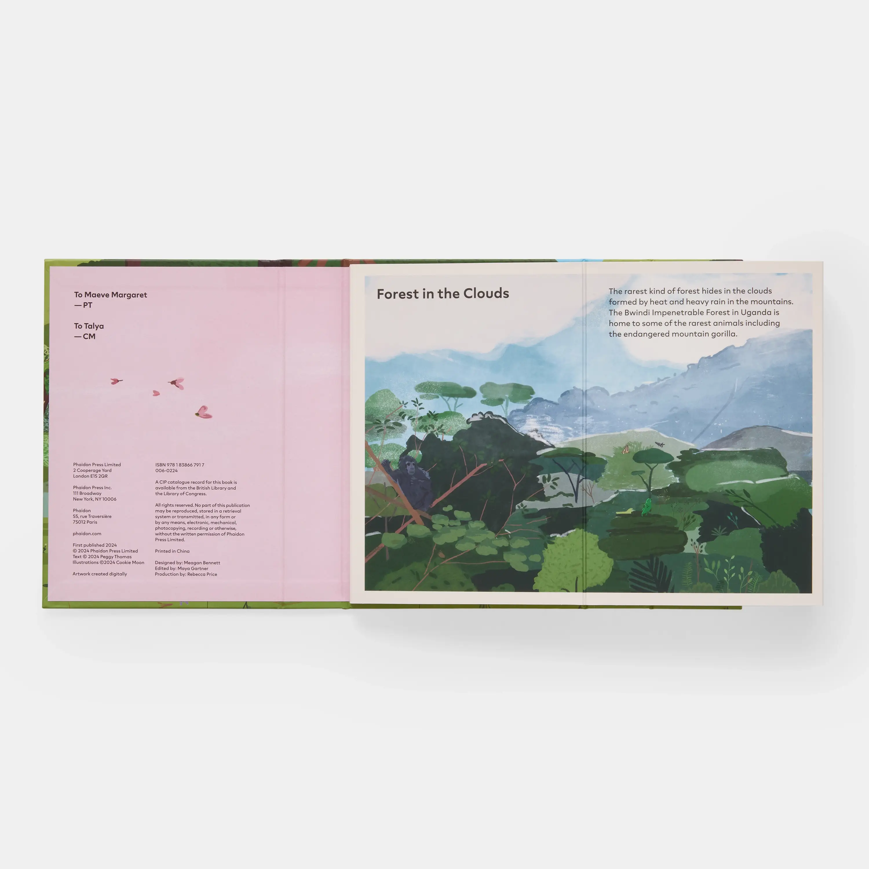 Phaidon Press - Vente Livre pour enfants de maternelle (de 3 à 5 ans) - Une famille d'arbres : mon premier livre sur les forêts12