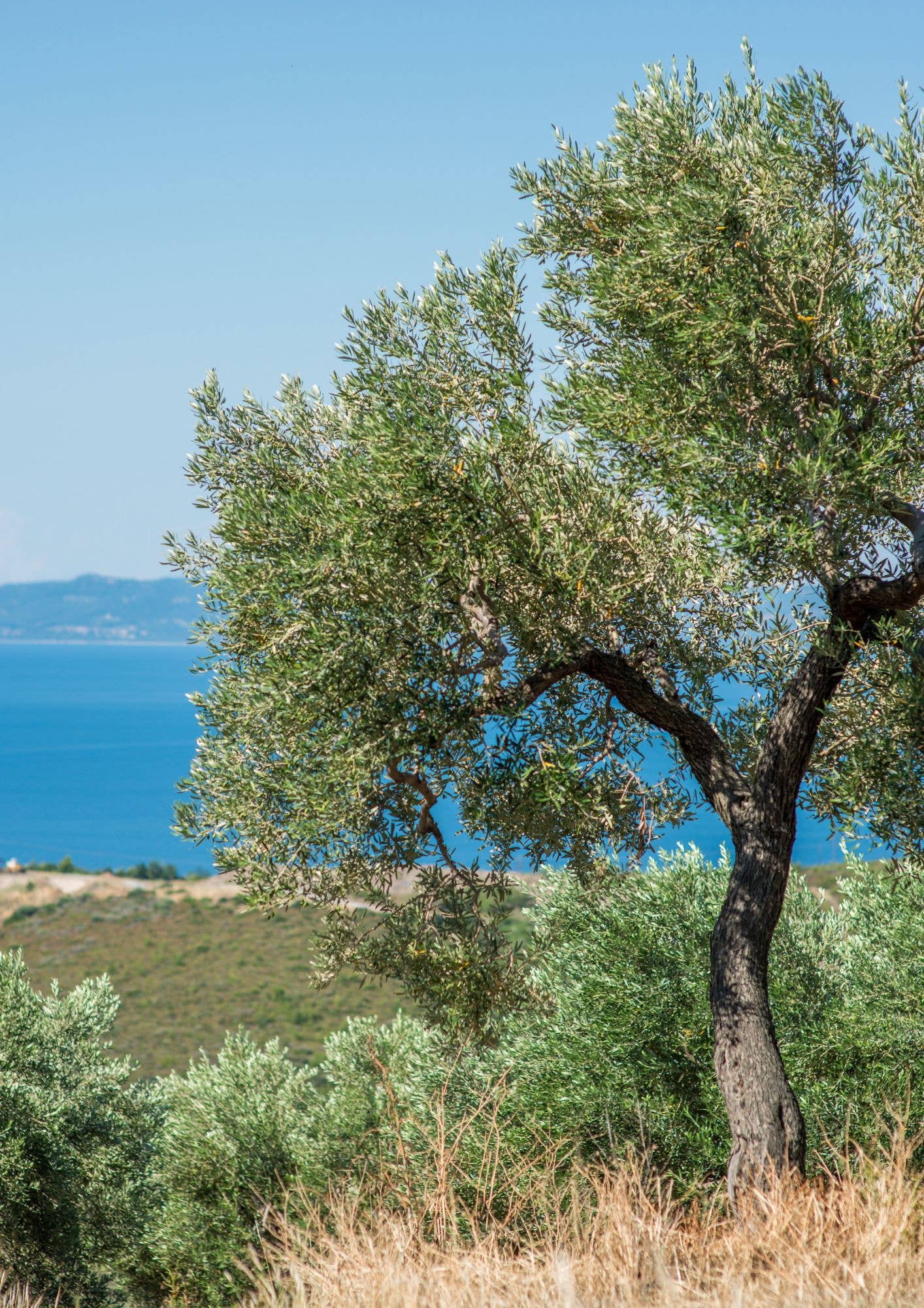 Helene Delices Grecs - Wholesale Olives - Kalamata Olives with Balsamic 180g - ORGANIC4