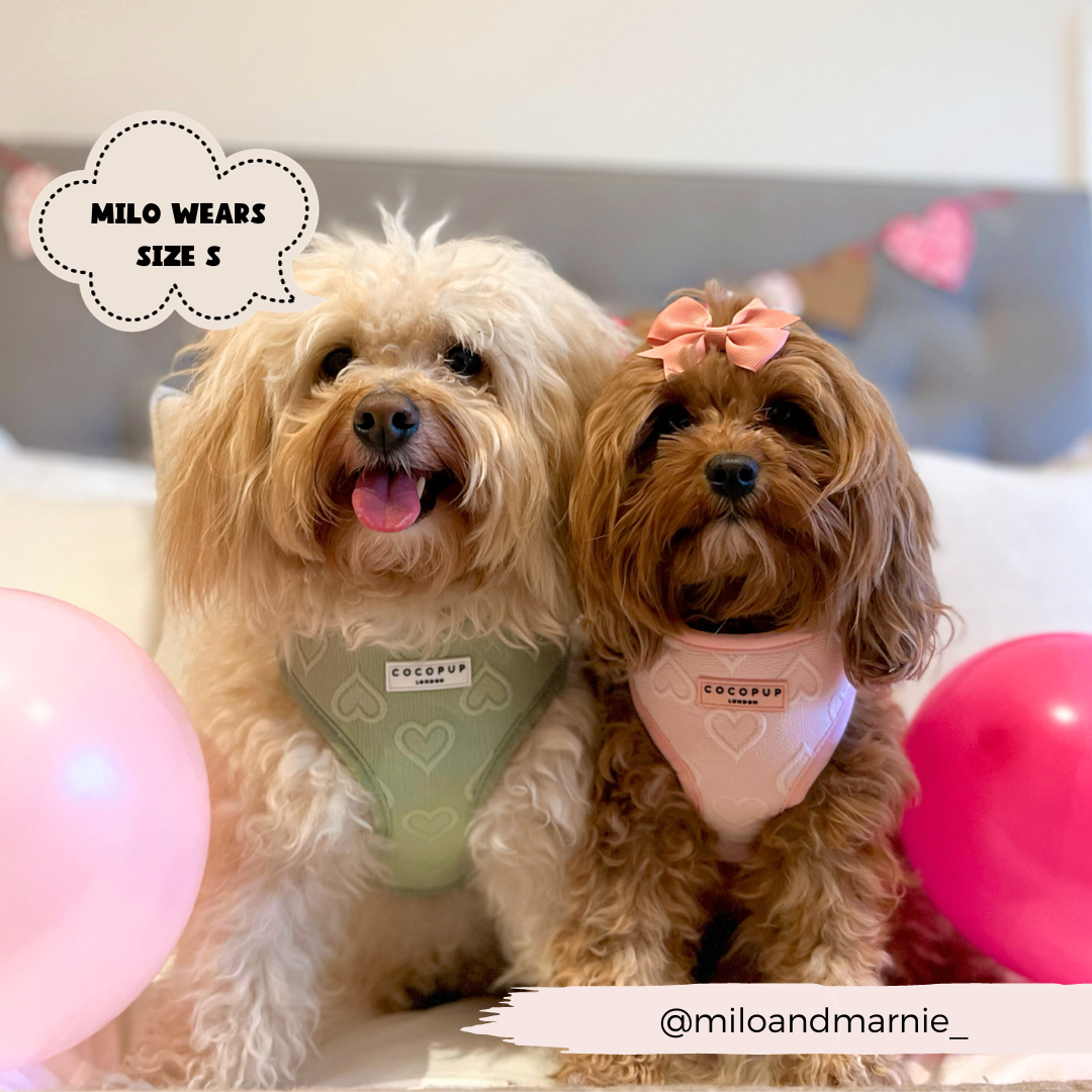 Cocopup London - Wholesale Pet Harness - Dog - Luxe Adjustable Neck Harness - Sage Heart13