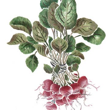 Hängende Radieschen Wandschablone für den Großhandel von Designer Stencils