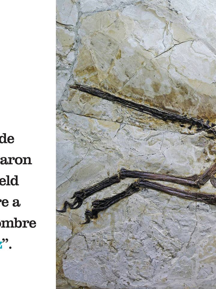 El velociraptor for wholesale by The Creative Company