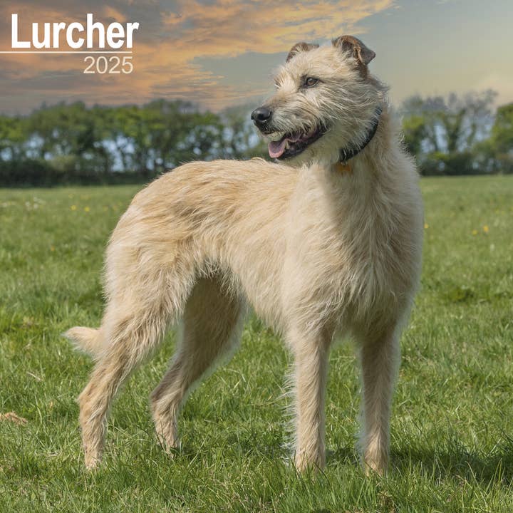 Lurcher Calendar 2025 for wholesale by Avonside Publishing Ltd