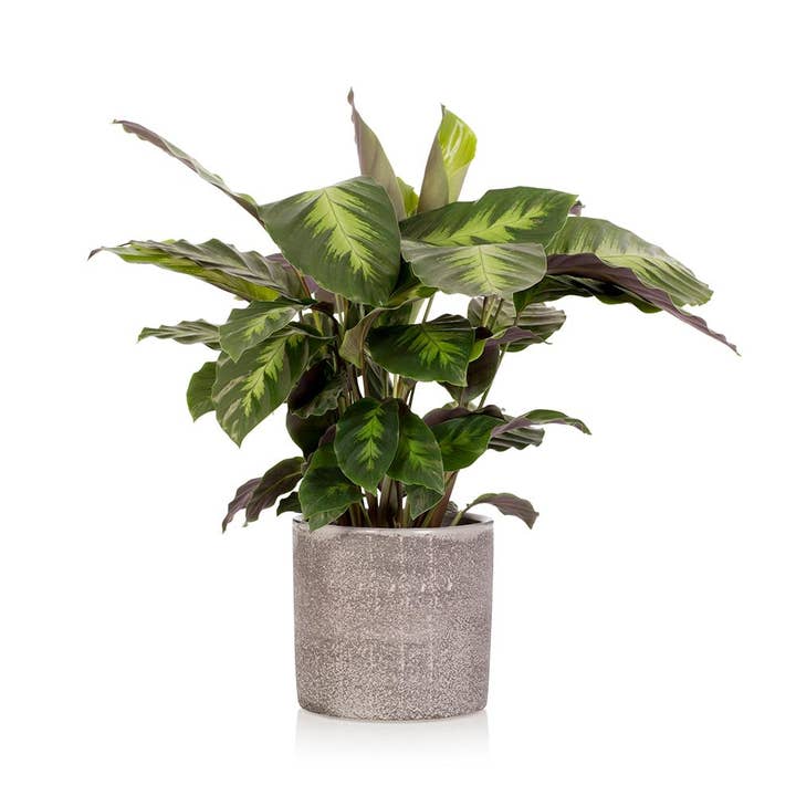 The Little Botanical – wholesale Live plant – Calathea Mix7