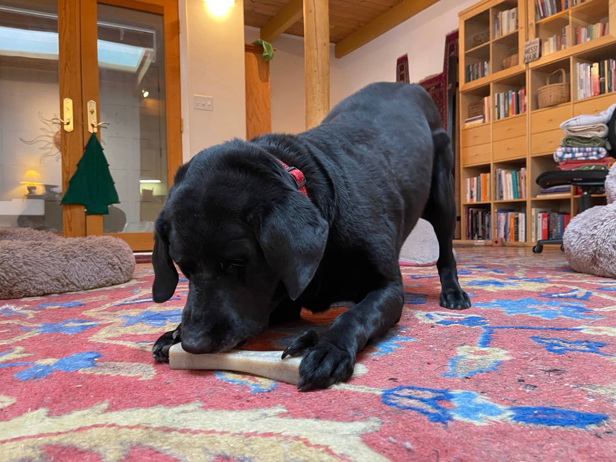 SodaPup Dog Toys - Vente Jouet à mâcher – chien - Jouet à mâcher ultra résistant en nylon MOD Bone pour chiens à mâchoire puissante6