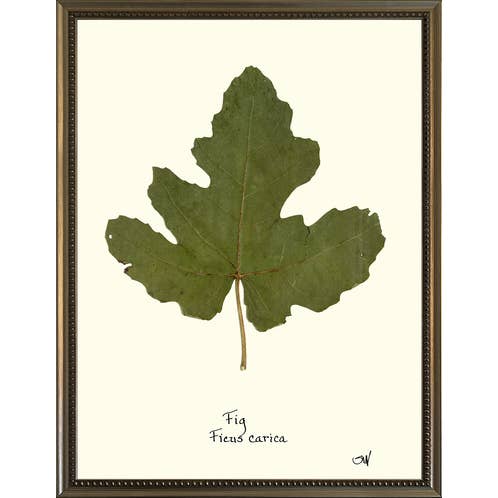 Homegrown Art Co - Wholesale Art Print - Fig Leaf7