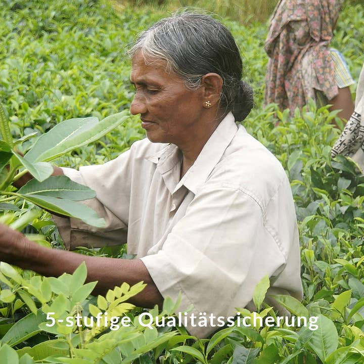 Té mate «P» para venta al por mayor de Green Lane