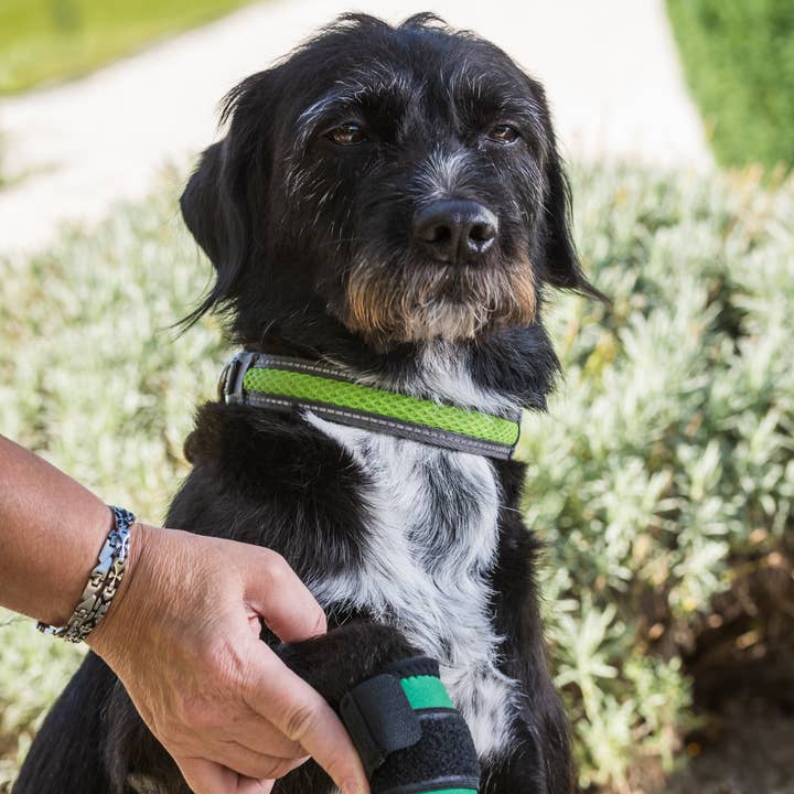 bandage pour chien pour la vente par Delfins-Design