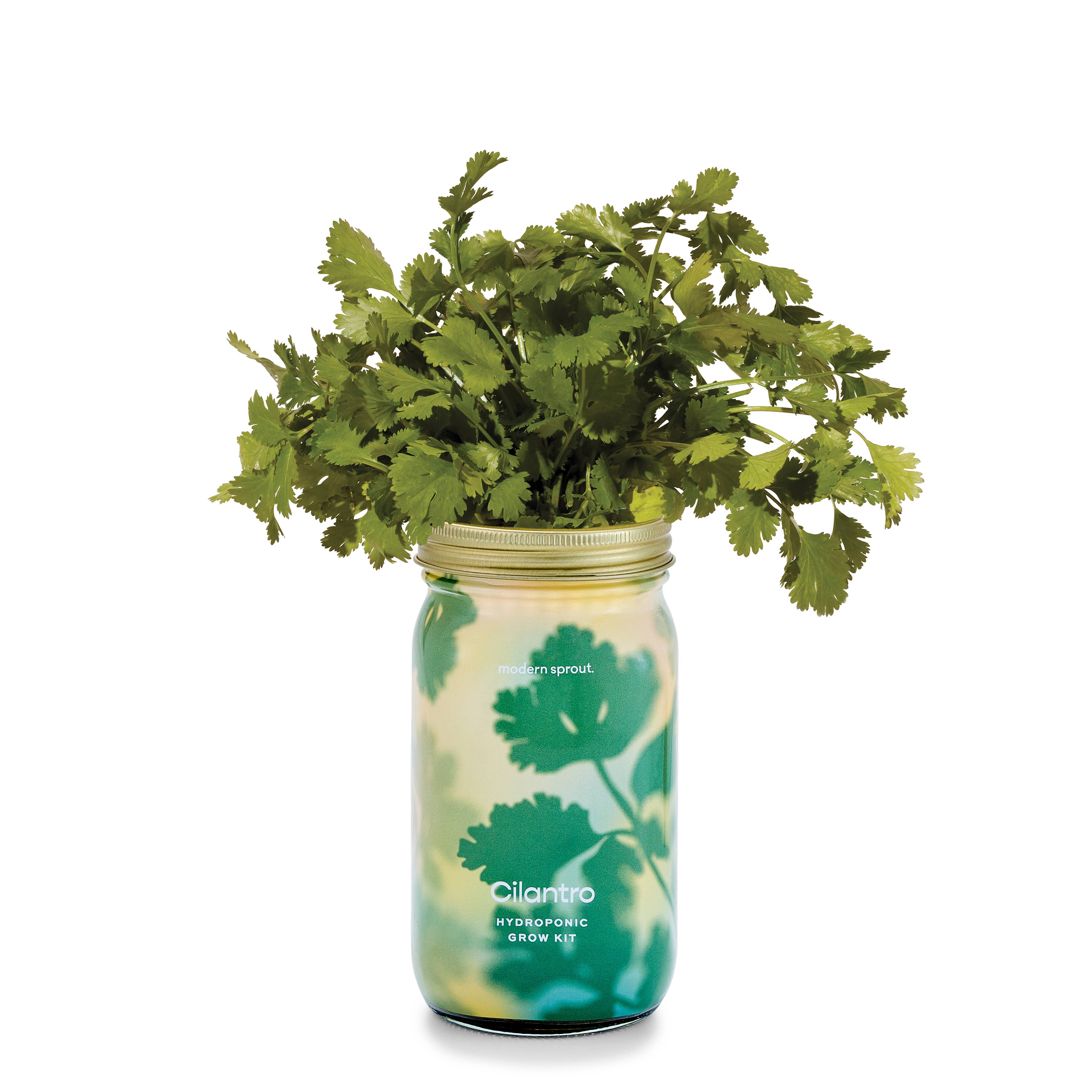 Modern Sprout - Wholesale Plant Pot - Herb Garden Jar3