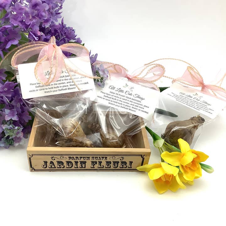 All Little Cute Things - Wholesale Plant Seeds - Dutch Daffodil Bulb for Planting, Tea Garden Party Favors