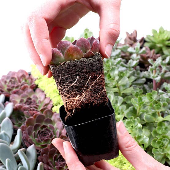 Mountain Crest Gardens - Vente Succulentes - Meilleur rapport qualité-prix : lot de 50 succulentes (10 variétés, pots de 2")2