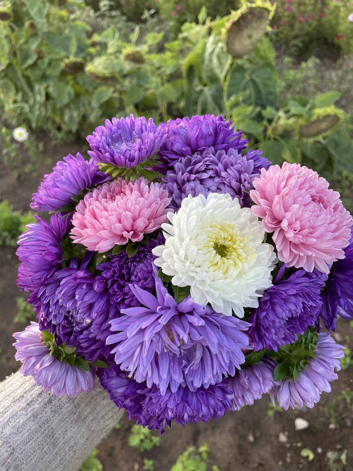 China Aster 'Powderpuff' Flower Seeds for wholesale by Decker Rd. Seeds