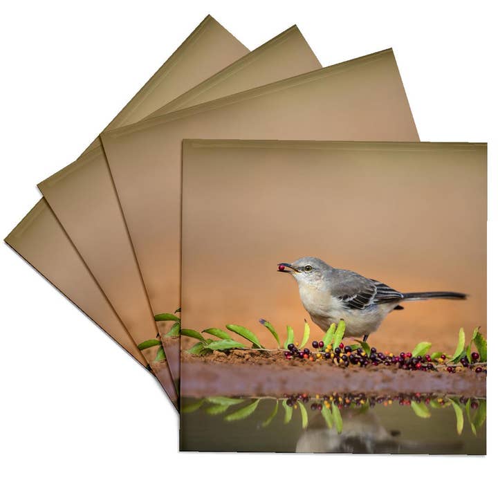 3dRose - Wholesale Coasters - 3dRose, Northern mockingbird, Mimus polyglottos feeding., Coaster
