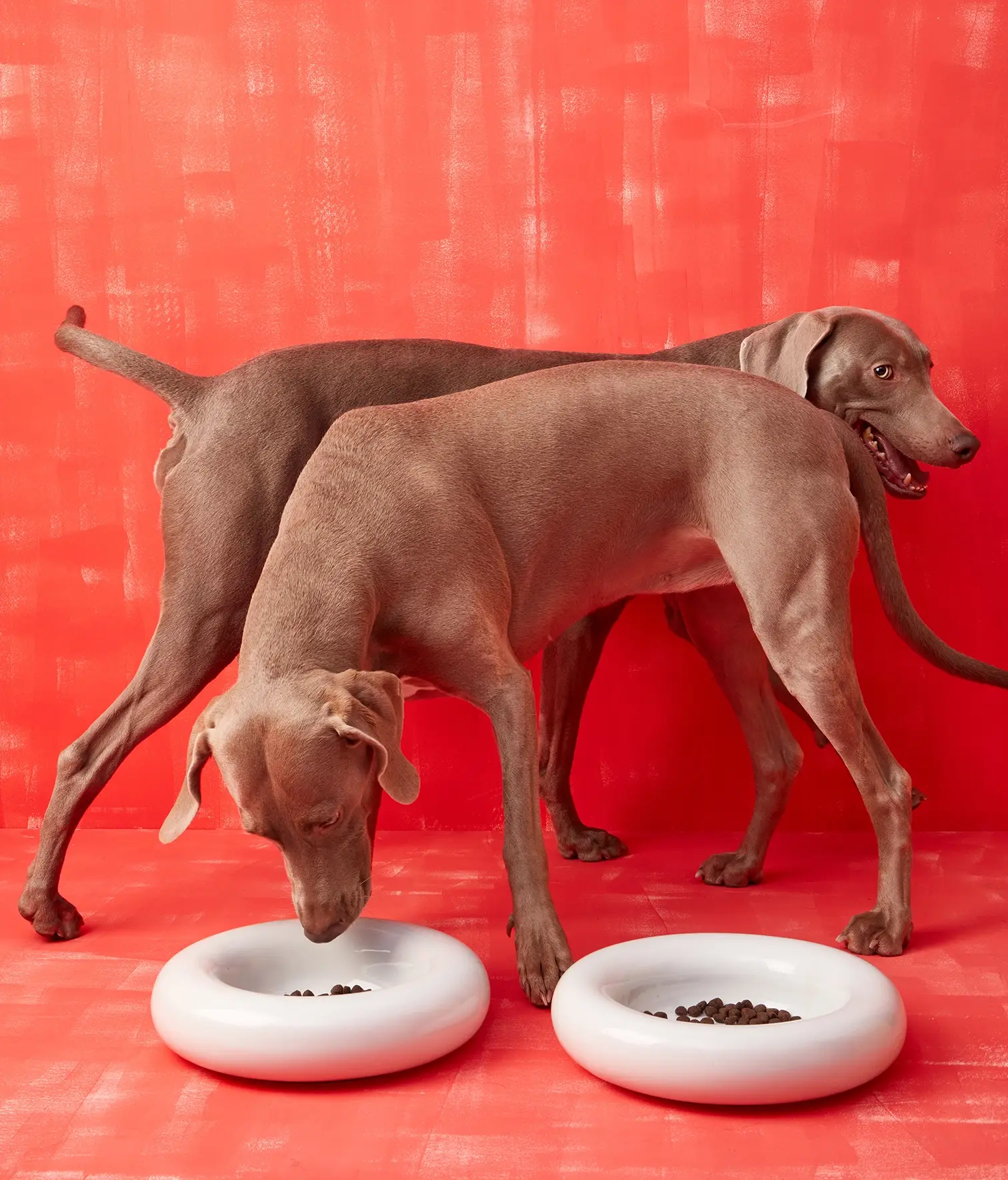 HotDog Pets - Wholesale Pet Bowl - Cat/Dog - White ceramic dog feeder9