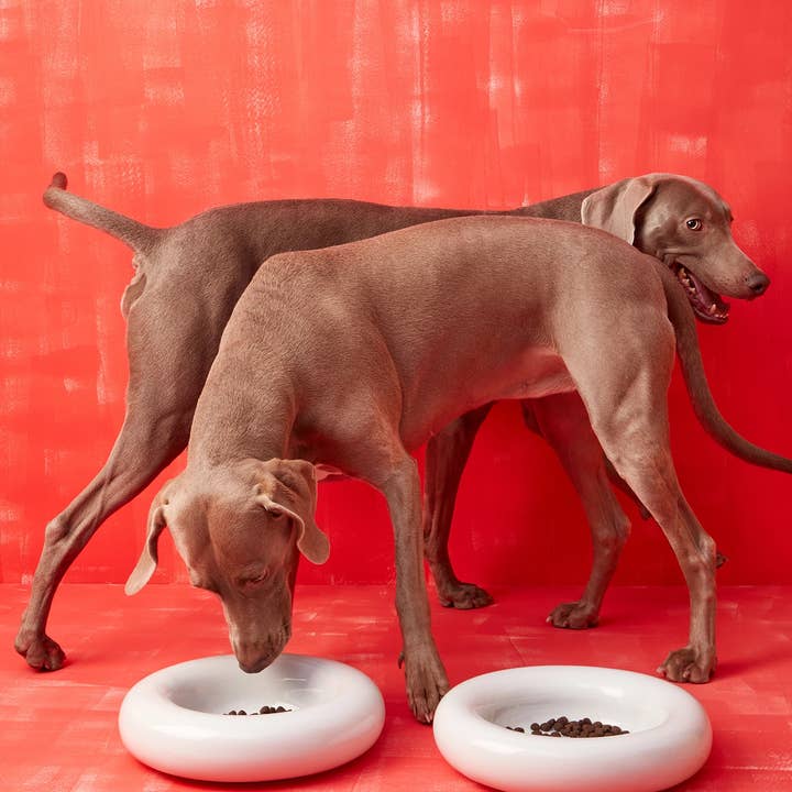 HotDog Pets - Wholesale Pet Bowl - Cat/Dog - White ceramic dog feeder9