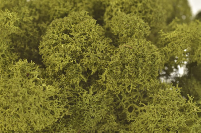 Moss House - Wholesale Live Plant - Reindeer Moss Stabilized Lichen Medium Green by MossHouse2